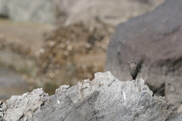 blue rock thrush on the rock