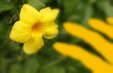 yellow daffodil flower