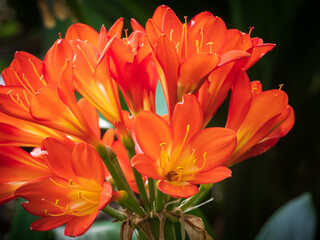Fototapeta premium Bush lily or boslelie (Clivia miniata). Cape Town. Western Cape. South Africa