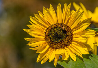 Obraz premium Close up of a Sunflower in a Forest in Latvia