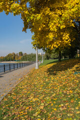 Naklejka premium A branch of a yellow maple tree with fallen leaves on green grass.