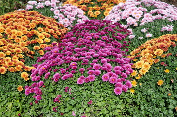 Colorful chrysanthemums on a flower bed in the garden