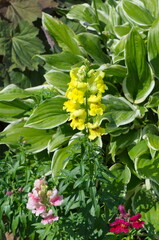 Snapdragon large-flowered (Lat. Antirrhinum) on the background of hosta leaves in the garden