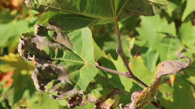 Close-up of disease on green Plane leaves on branch. Downy mildew on Platanus occidentalis tree