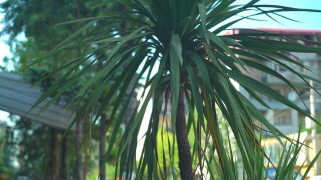 Green dracena and cordilina in southern region