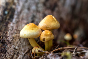 Beautiful Mushroom Closeup in a Forest in Latvia