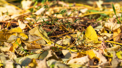 Autumn leaves adorn a beautiful natural background of bokeh with the ground, a wide panorama format. Beautiful nature background. Banner. The concept of the autumn season. Golden Autumn Postcard