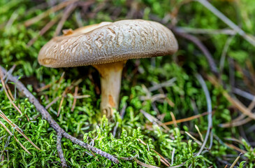 Beautiful Mushroom Closeup in a Forest in Latvia