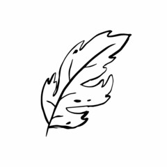 Autumn sketch outline leaf. Hand-drawn line textured herb on white background. Doodle graphic plant image. Nature, gardening, forest, fall sign. Carved inked leaf. Vector botanical season illustration