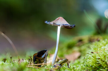 Beautiful Mushroom Closeup in a Forest in Latvia