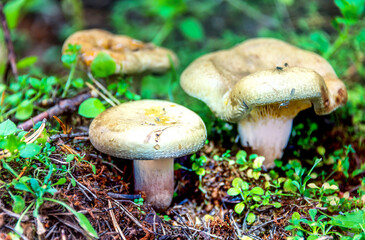 Beautiful Mushroom Closeup in a Forest in Latvia