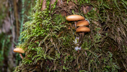 Beautiful Mushrooms on a Tree a Forest in Latvia