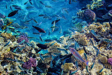Defocused background image of blue water of Red Sea with coral reef and schools of colorful fish, Egypt. Fish horde on the seabed