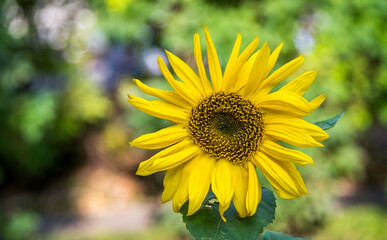 Close up of a Sunflower in a Forest in Latvia