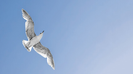 White seagull in the sky and the inscription 