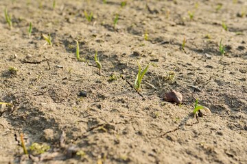 Young sprouts of garlic in a farm field, early spring