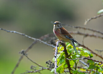 Redpoll  bird perched on brambles out of focus background. 