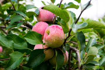 Red-green apples on a branch with drops of ross, close-up, copy space, natural conditions