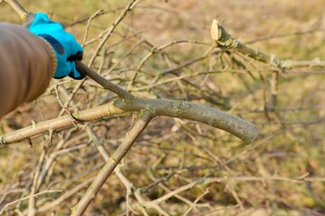 Early spring, gardening, cutting and shaping fruit trees
