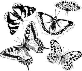 Vector set of black and white butterflies