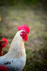 Adult white rooster in profile