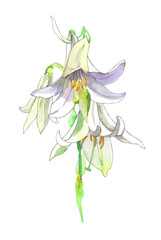 White lilies branche watercolor isolated on white background illustration for all prints.