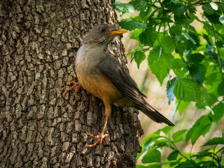 Obraz premium Olive thrush (Turdus olivaceus) perched on the trunk of a tree. Cape Town. Western Cape. South Africa