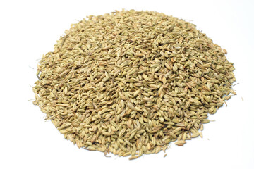 Aegopodium podagraria seeds on white background
