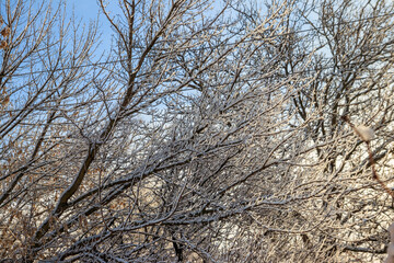 Deciduous tree covered with thick white snow