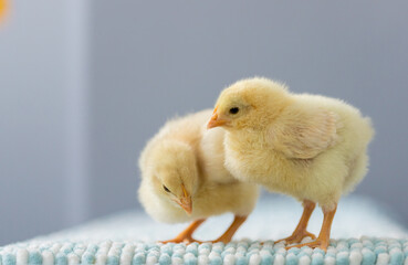 室内で撮影した新生児の可愛いヒヨコの姿 © zheng qiang