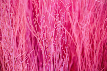 Close up colorful texture of dry branch tree.