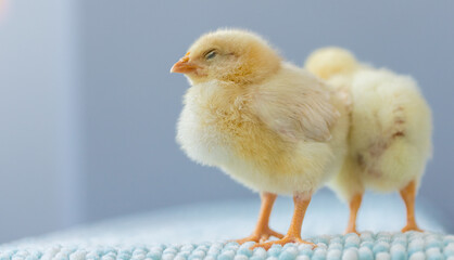 室内で撮影した新生児の可愛いヒヨコの姿