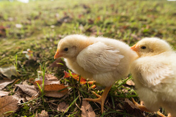 公園の芝生で遊んでいる可愛いヒヨコの姿