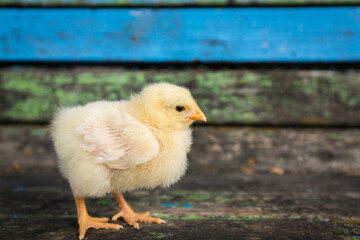 秋の公園の施設で遊んでいる可愛いヒヨコの姿