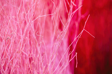 Close up colorful texture of dry branch tree.