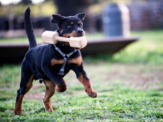 training of puppy rottweiler