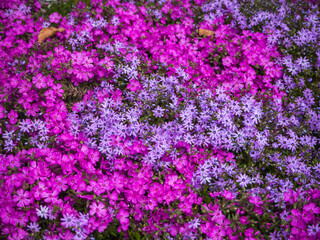 Obraz premium Purple sea of flowers, pillow phlox, Subulate Phlox. Flowers of creeping phlox, carpet, awl-shaped, groundcover. Small multicolored flowers of blooming phlox.Shallow depth of field