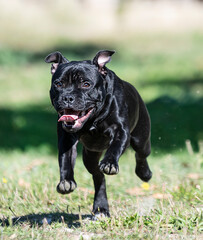 staffordshire bull terrier