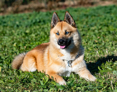 young pomsky training in the nature