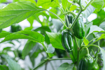 家庭菜園で実がなるピーマン。夏野菜・ピーマンの葉・日本