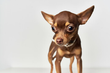 chihuahua pedigree cute look light background