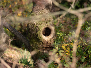 木の側面に開いた動物の巣穴