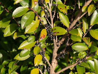 黒く熟した実を付けるヒサカキの木
