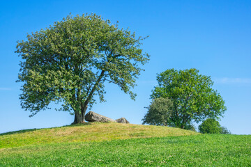 Fototapeta na wymiar Passage grave on a hill under a tree