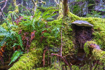Fern and a Red belted conk growing on a fallen tree - obrazy, fototapety, plakaty
