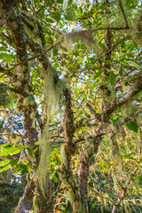 Fishbone beard lichen growing on the tree branches
