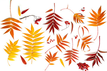 Autumn set of deciduous fall. The leaves and twigs of red mountain ash are yellow, red, orange on a white background with soft shadows. Colorful rowan leaves