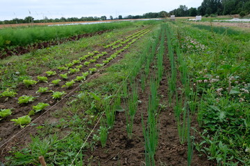 Fototapeta na wymiar FU 2020-07-04 Feld 214 Auf dem Feld wachsen Gemüsepflanzen in ordentlichen Reihen
