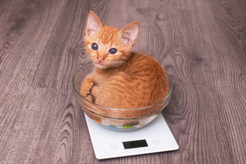 Small ginger kitten in a cup on scales