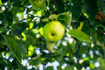 juicy, ripe apples, illuminated by the rays of the sun on the branch of an apple tree.autumn fruit...